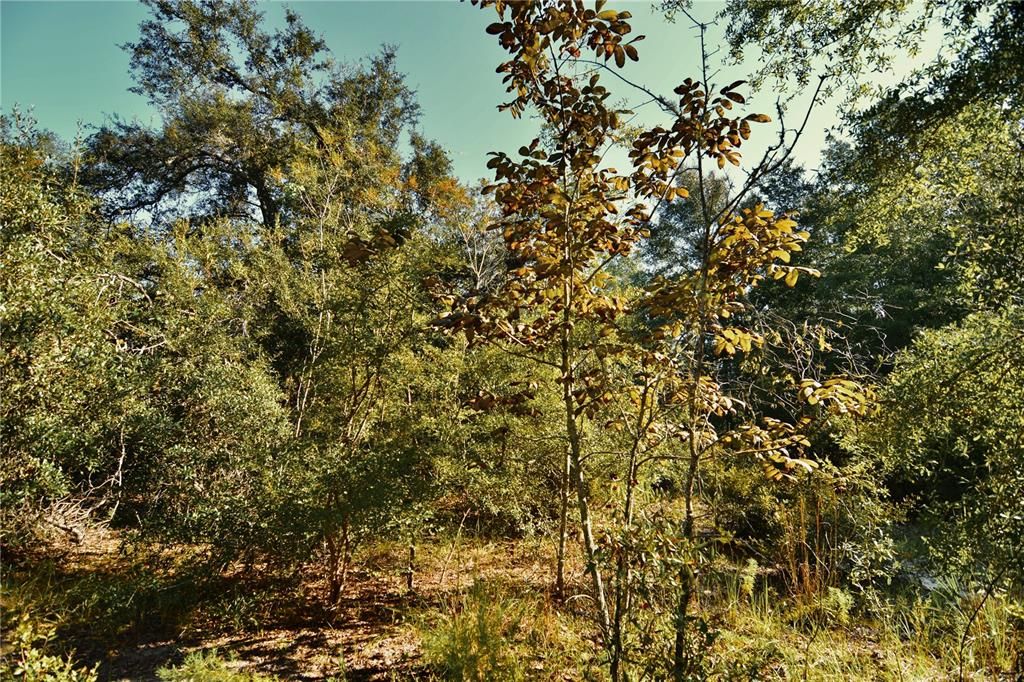 For Sale: $239,999 (40.01 acres)