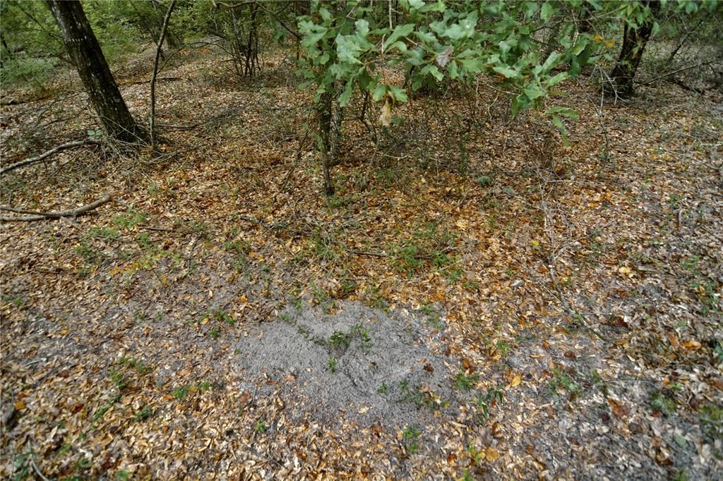 For Sale: $239,999 (40.01 acres)