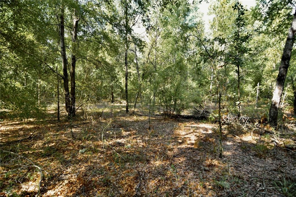 For Sale: $239,999 (40.01 acres)