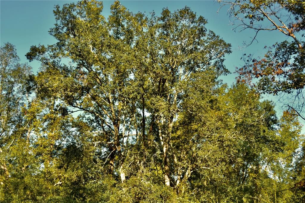 For Sale: $239,999 (40.01 acres)