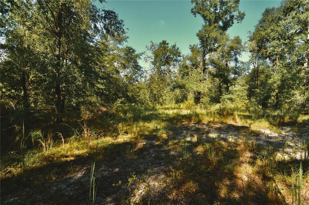 For Sale: $239,999 (40.01 acres)