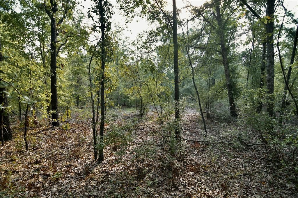For Sale: $239,999 (40.01 acres)