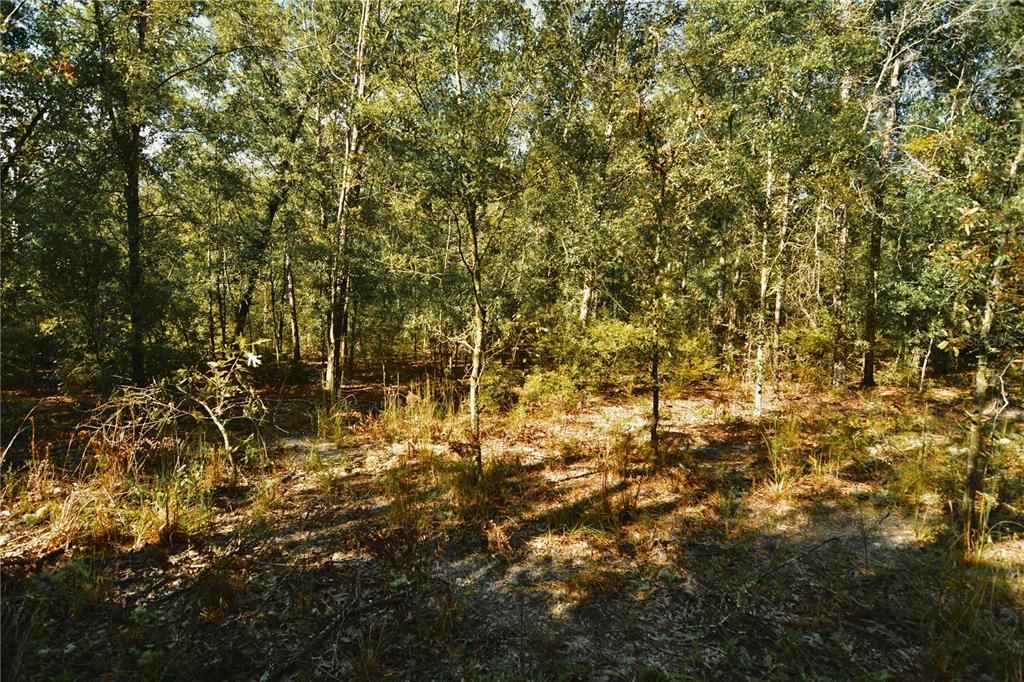 For Sale: $239,999 (40.01 acres)