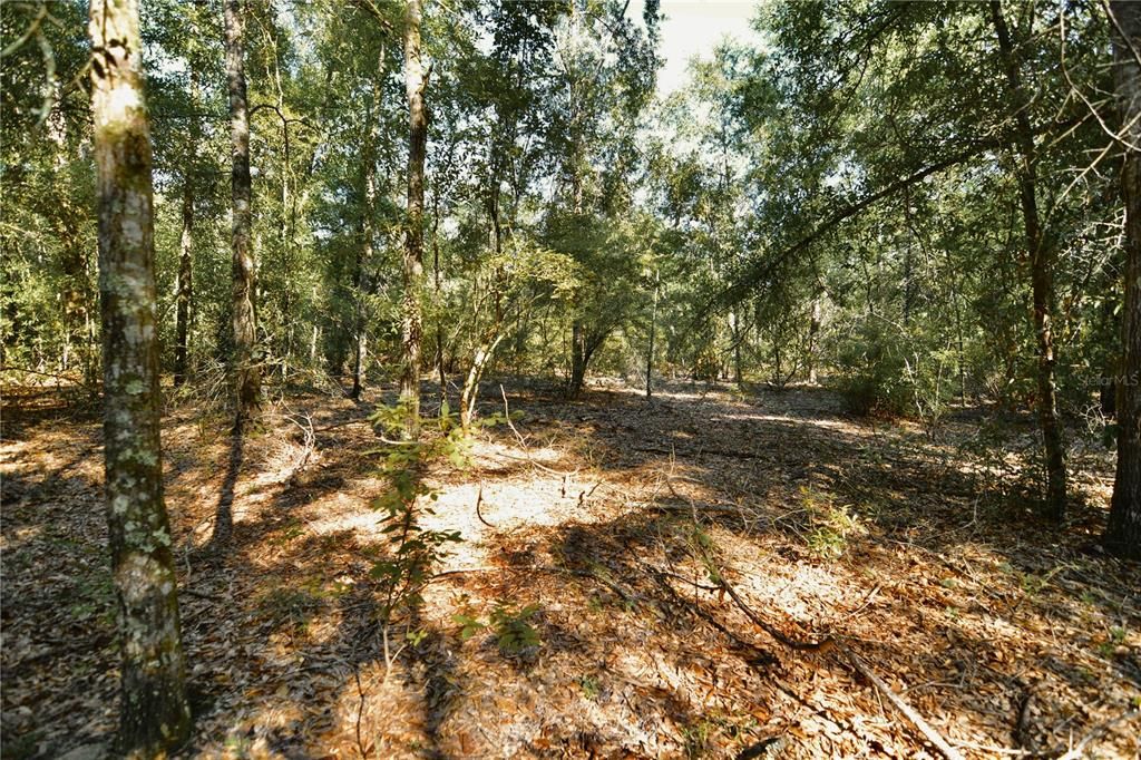 For Sale: $239,999 (40.01 acres)