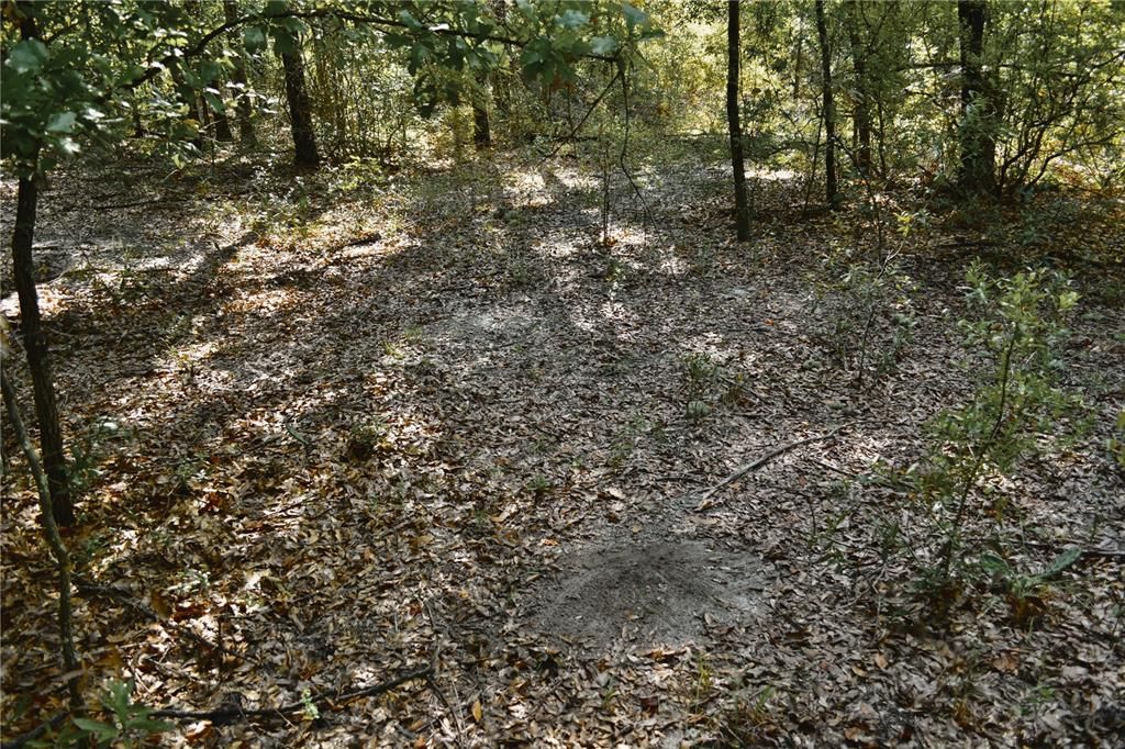 For Sale: $239,999 (40.01 acres)