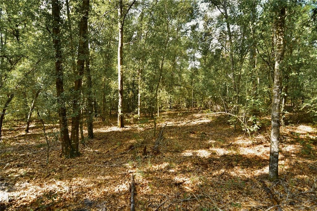 For Sale: $239,999 (40.01 acres)