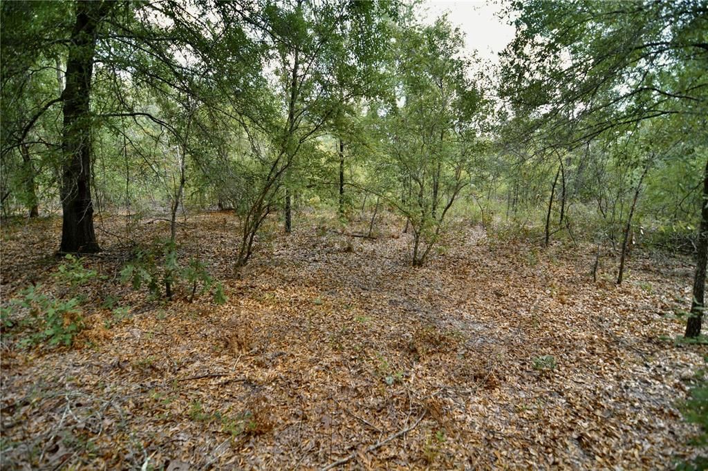 For Sale: $239,999 (40.01 acres)