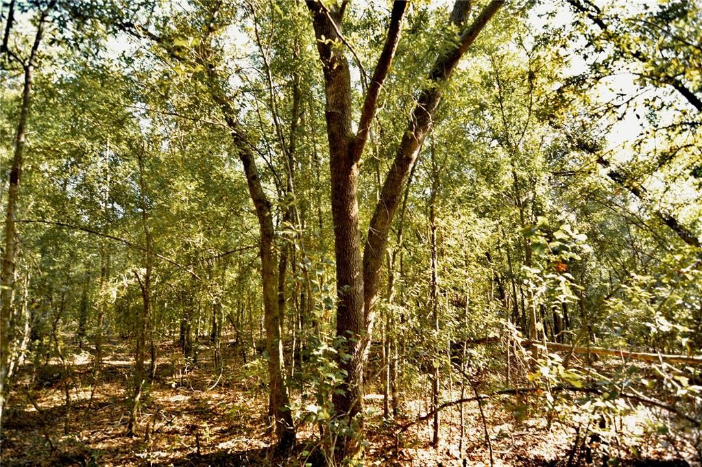 For Sale: $239,999 (40.01 acres)