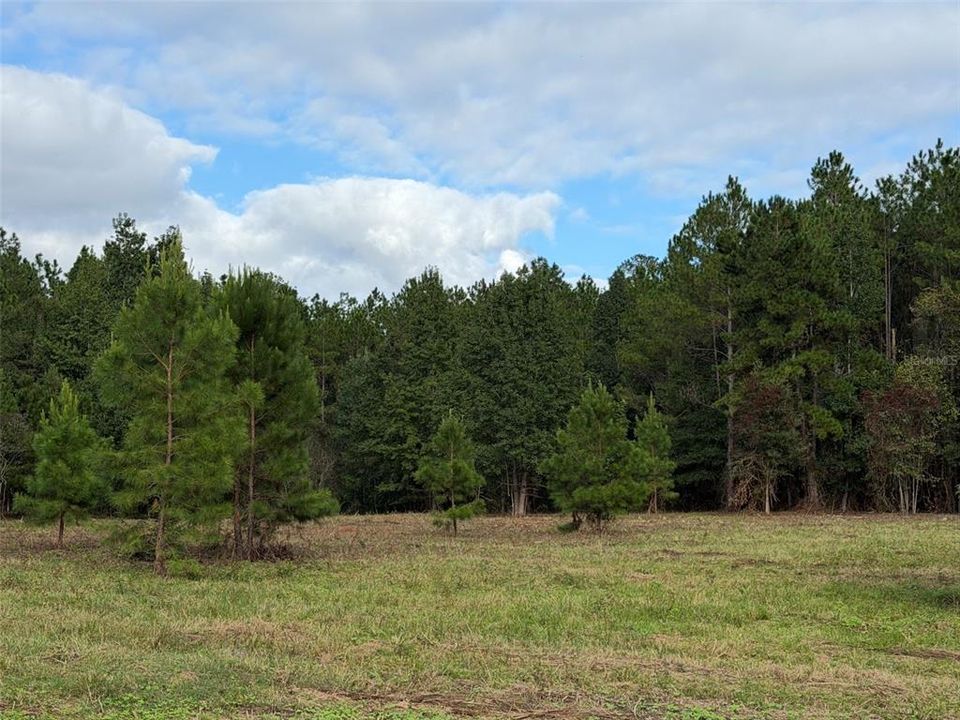 For Sale: $990,000 (55.00 acres)