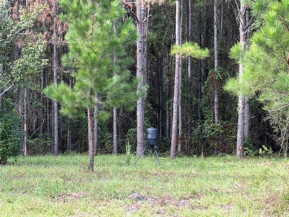 For Sale: $990,000 (55.00 acres)
