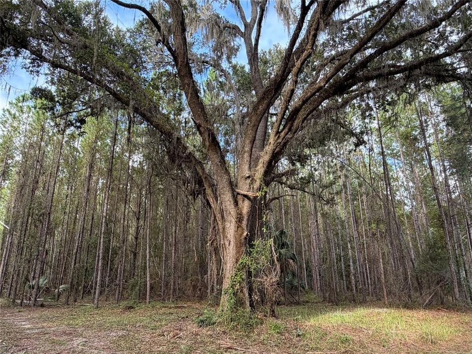 For Sale: $990,000 (55.00 acres)
