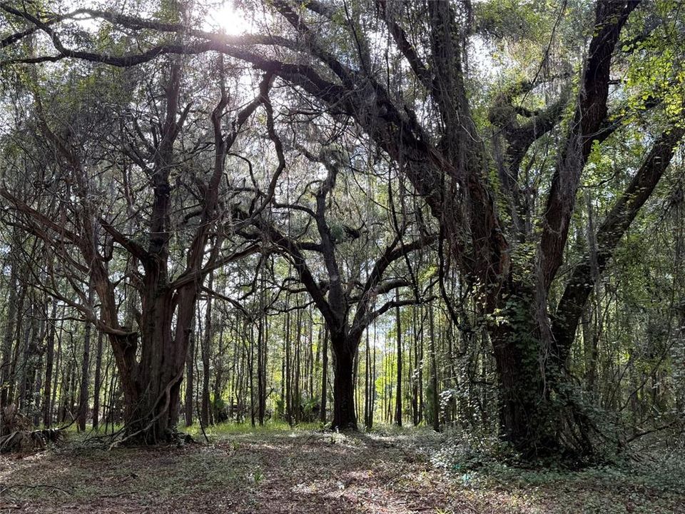 For Sale: $990,000 (55.00 acres)