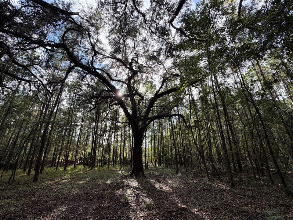 For Sale: $990,000 (55.00 acres)