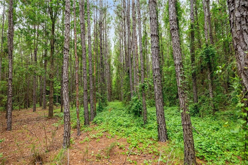 For Sale: $990,000 (55.00 acres)