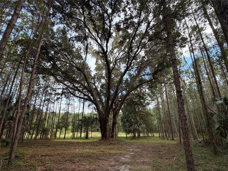 For Sale: $990,000 (55.00 acres)