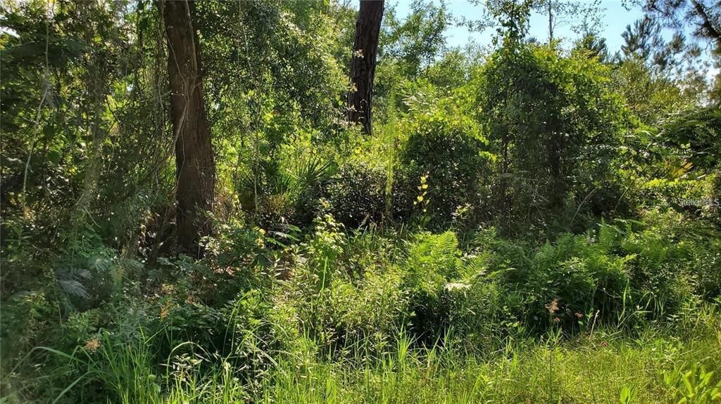 En Venta: $18,500 (0.25 acres)