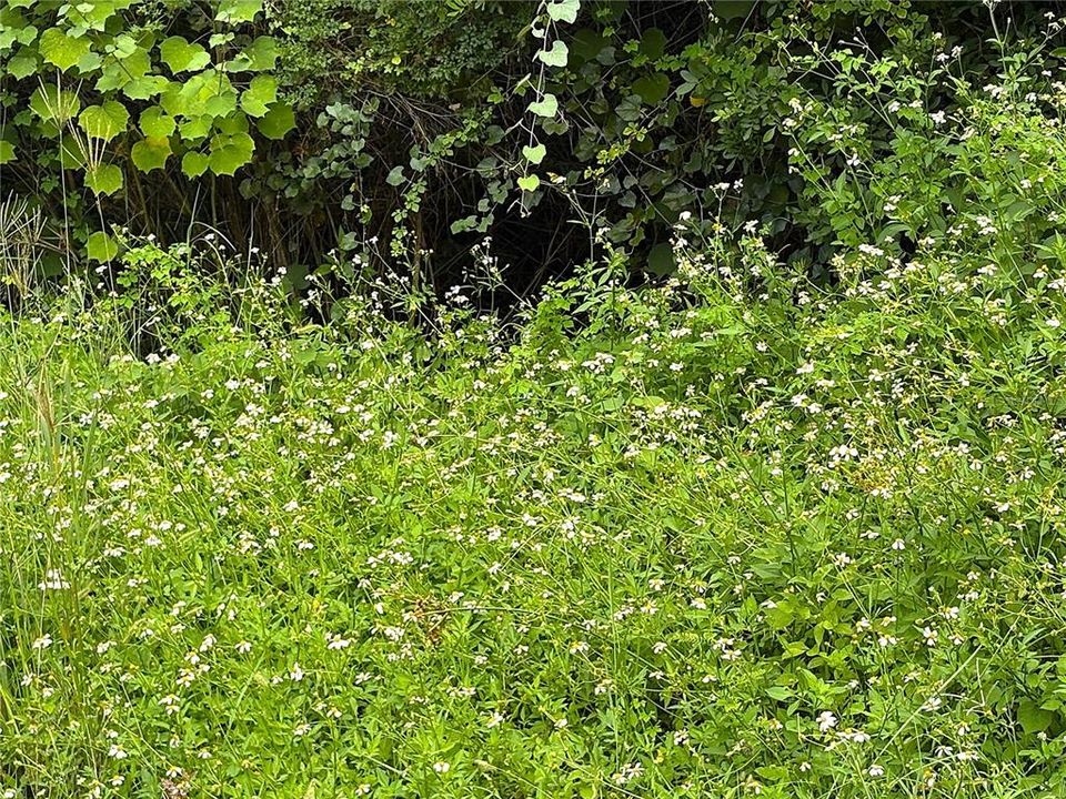 На продажу: $20,000 (0.30 acres)