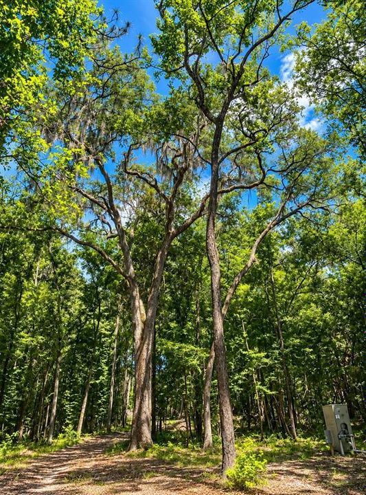 For Sale: $279,000 (4.50 acres)