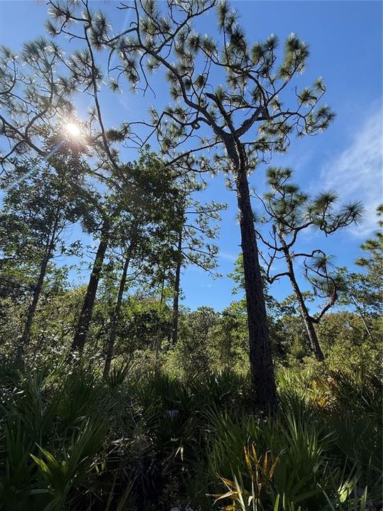 На продажу: $24,900 (0.23 acres)