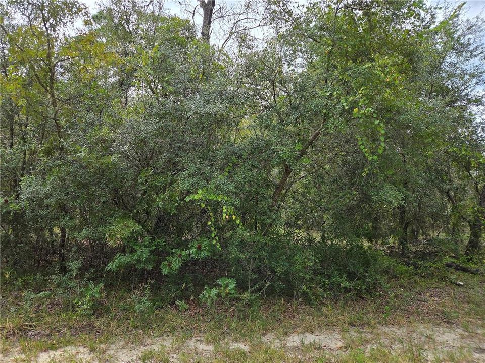 For Sale: $17,000 (0.25 acres)