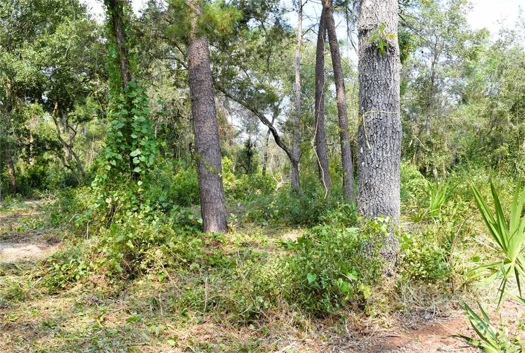 For Sale: $229,000 (3.18 acres)