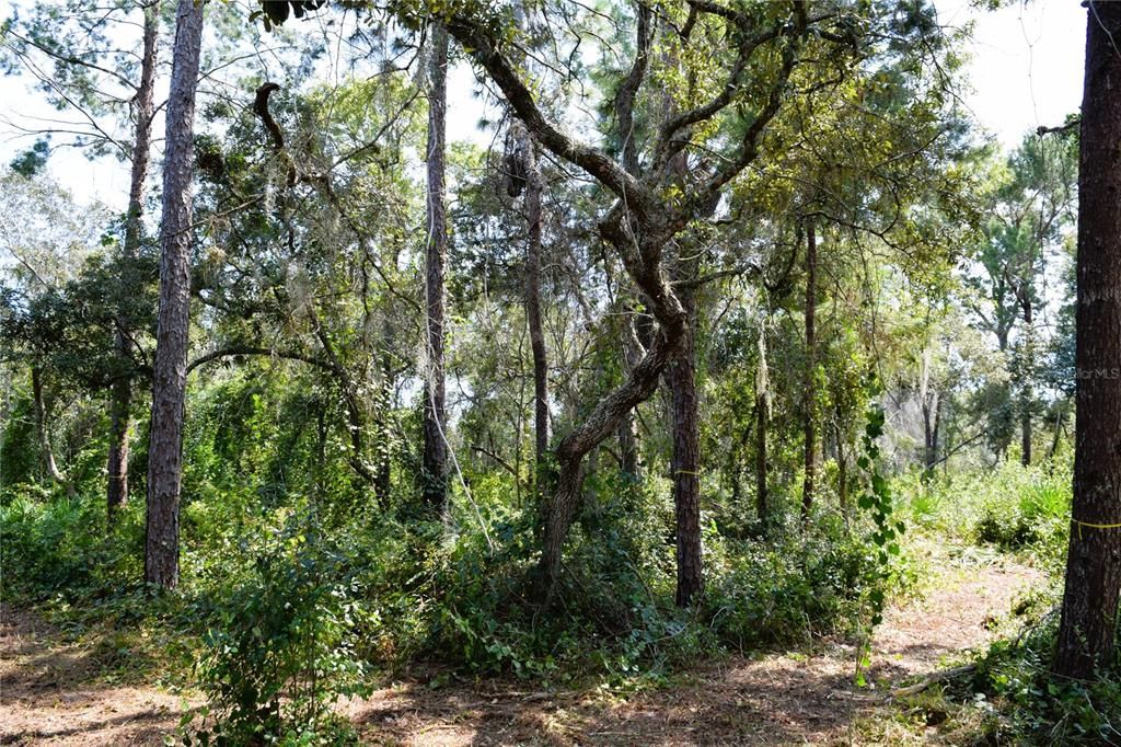For Sale: $229,000 (3.18 acres)