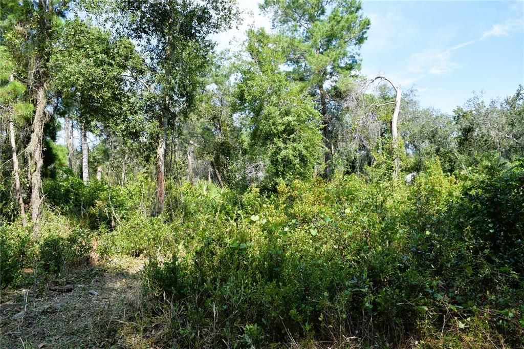For Sale: $229,000 (3.18 acres)