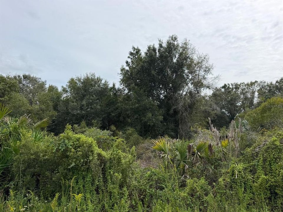 待售: $36,000 (1.25 acres)