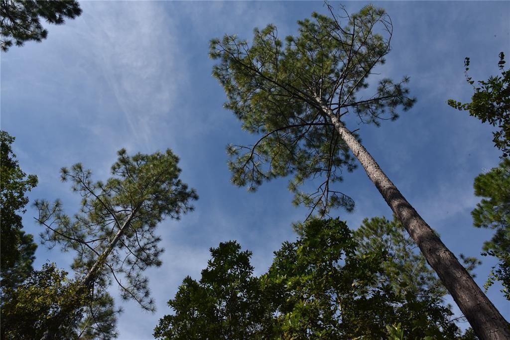 待售: $349,000 (49.52 acres)
