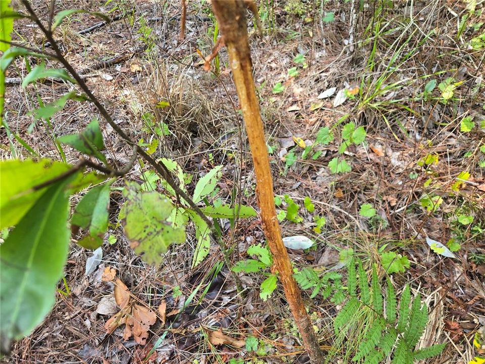 待售: $349,000 (49.52 acres)