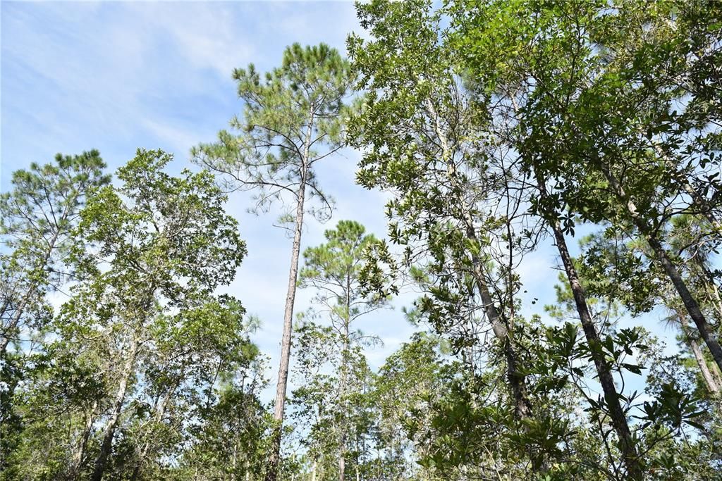 待售: $349,000 (49.52 acres)