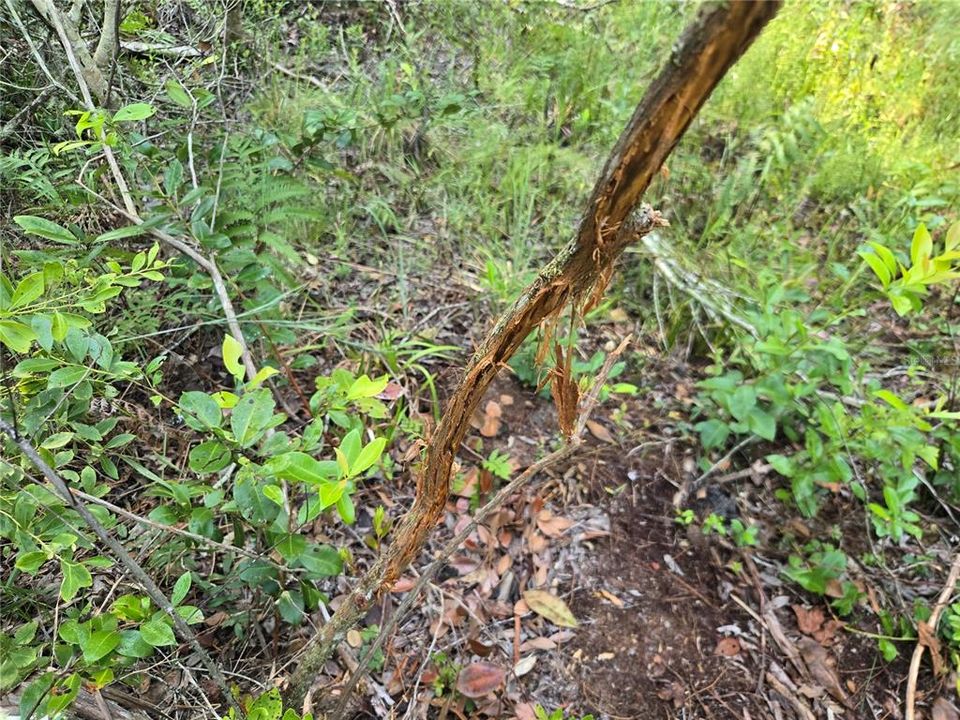 待售: $349,000 (49.52 acres)