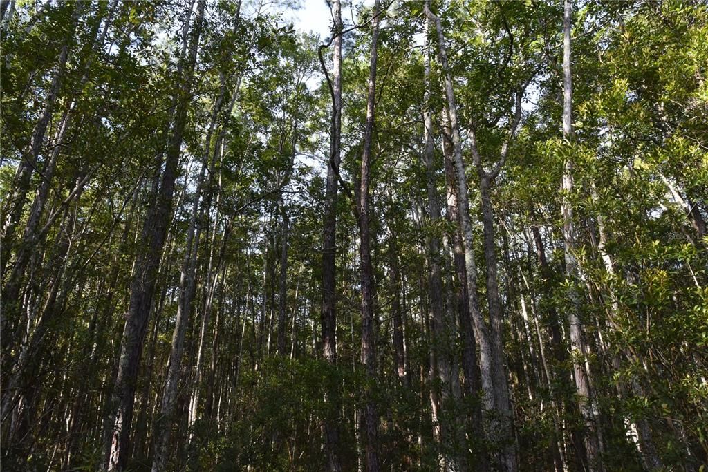 待售: $349,000 (49.52 acres)