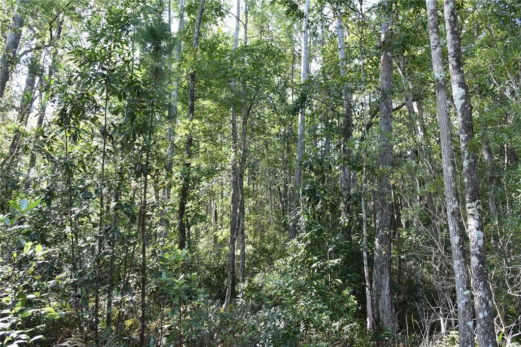 待售: $349,000 (49.52 acres)