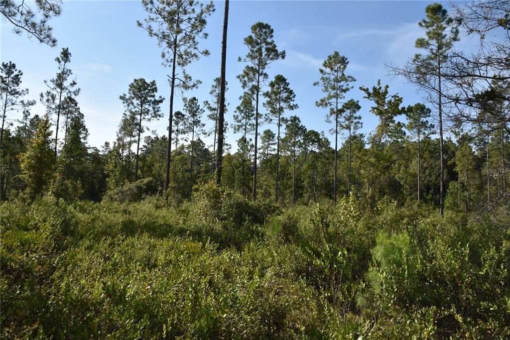 待售: $349,000 (49.52 acres)