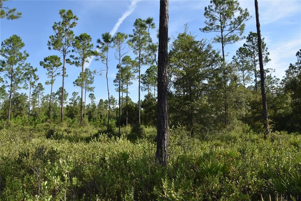 待售: $349,000 (49.52 acres)