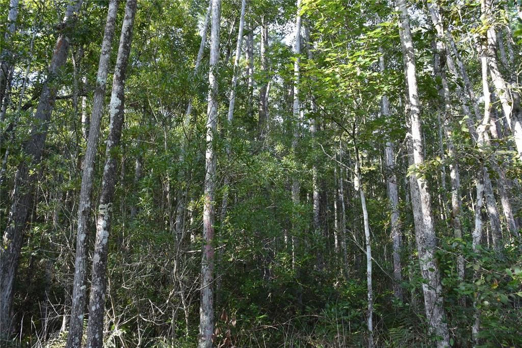 待售: $349,000 (49.52 acres)