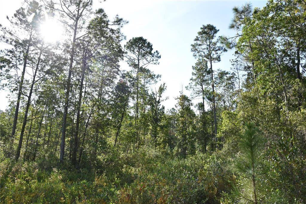 待售: $349,000 (49.52 acres)