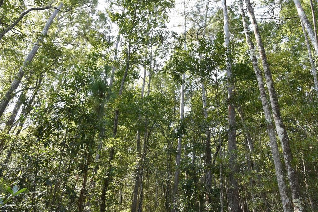 待售: $349,000 (49.52 acres)