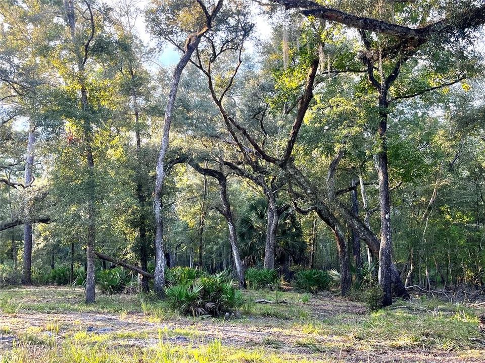 En Venta: $45,000 (1.59 acres)