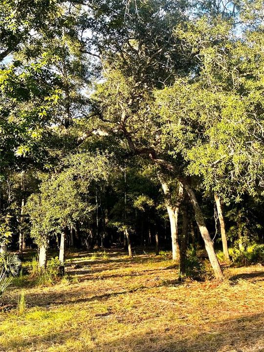 En Venta: $45,000 (1.59 acres)