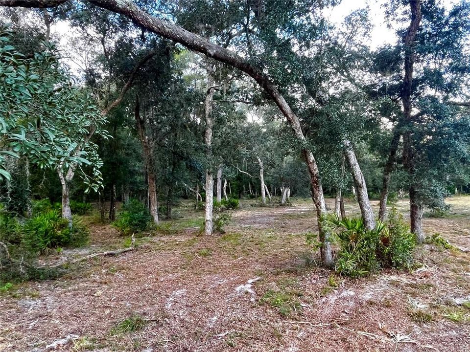En Venta: $45,000 (1.59 acres)
