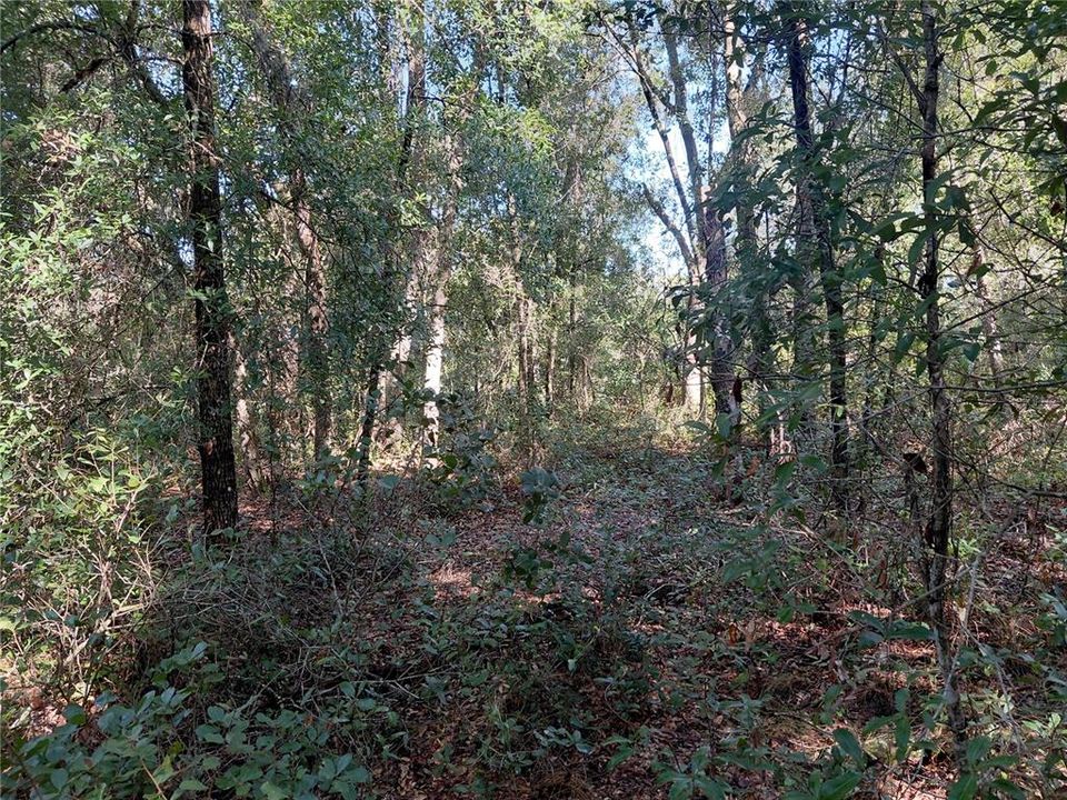 待售: $49,000 (1.16 acres)