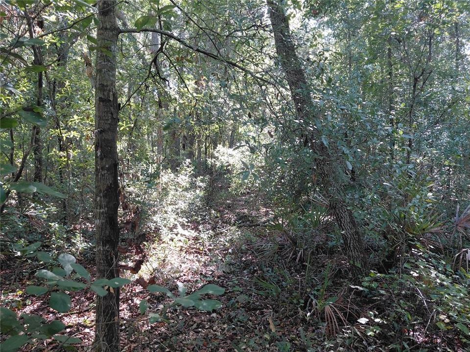 待售: $49,000 (1.16 acres)