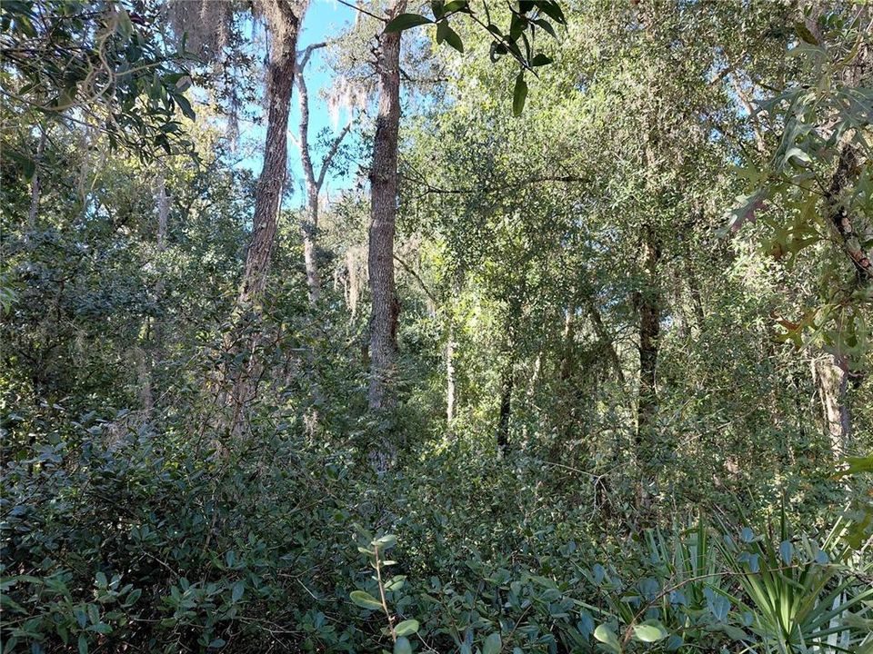 待售: $49,000 (1.16 acres)