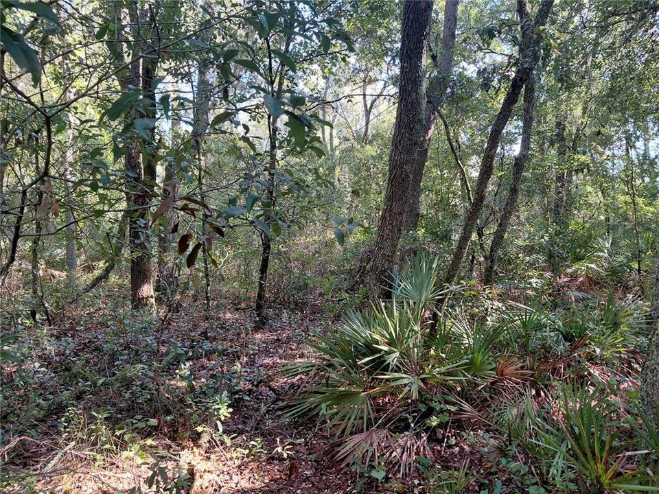 待售: $49,000 (1.16 acres)