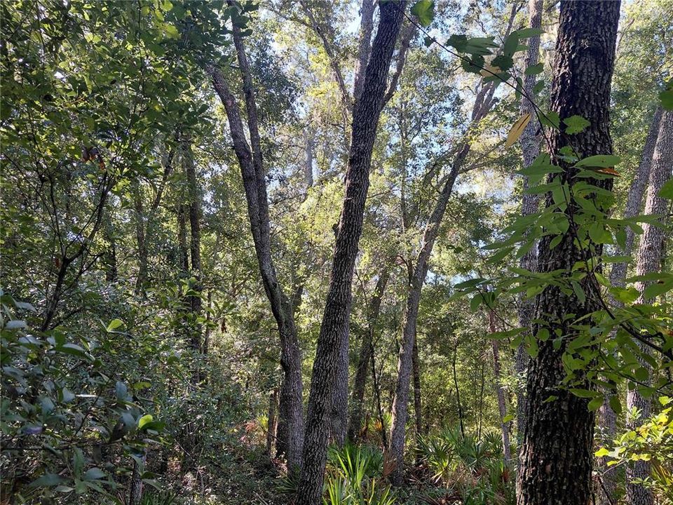 待售: $49,000 (1.16 acres)