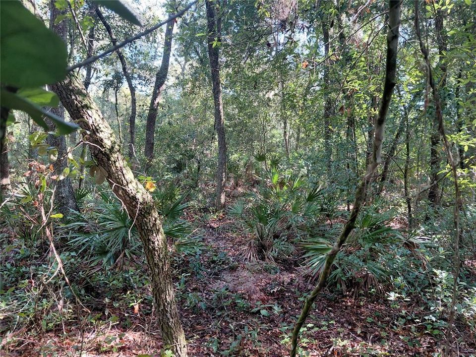 待售: $49,000 (1.16 acres)