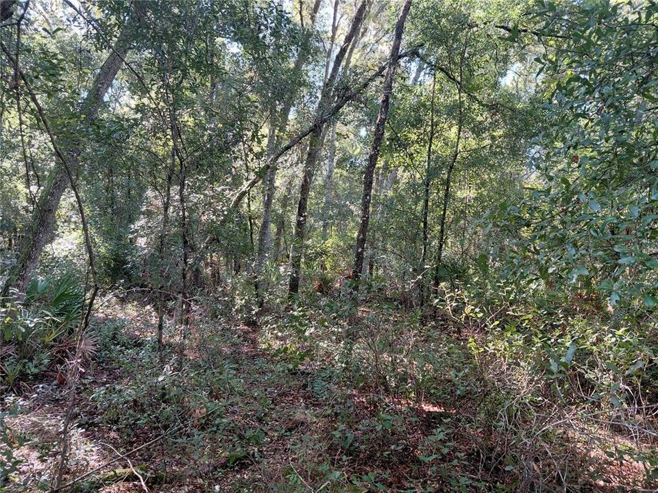 待售: $49,000 (1.16 acres)