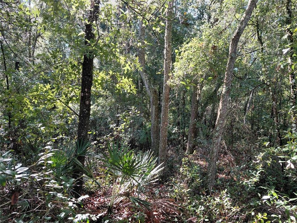 待售: $49,000 (1.16 acres)